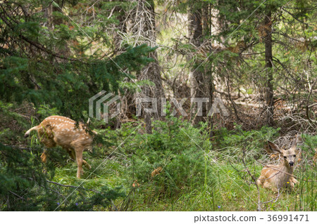 Deer in Grand Teton National Park Deer in Grand Teton National Park 36991471