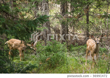 Deer in Grand Teton National Park Deer in Grand Teton National Park 36991472