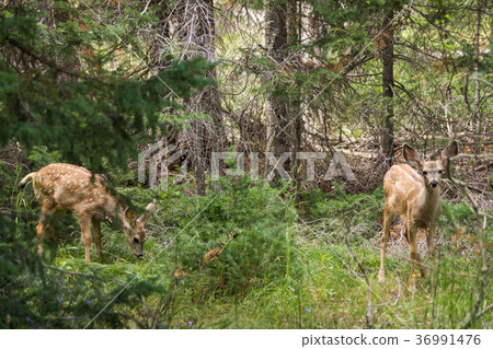 Deer in Grand Teton National Park Deer in Grand Teton National Park 36991476