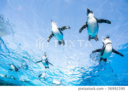 Penguins of the Sky at Sunshine Aquarium Penguins of the Sky at Sunshine Aquarium 36992390