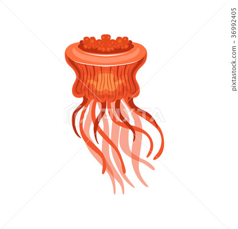 Jellyfish, chrysaora hysoscella species of 36992405