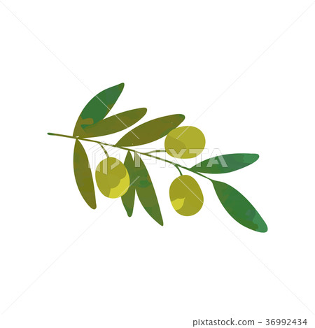 Cartoon branch of olive tree with green leaves 36992434