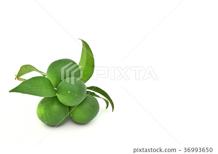 Sudachi的果實 36993650