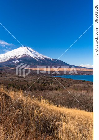 《山梨縣》富士山/山中湖全景 36993926