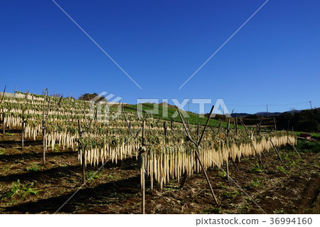 December Mishima 63 Hakone Nishikon daikon radish dried 36994160