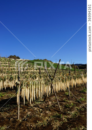 12月三島64箱根Nishikoshi蘿蔔蘿蔔幹 12月三島64箱根Nishikoshi蘿蔔蘿蔔幹 36994161
