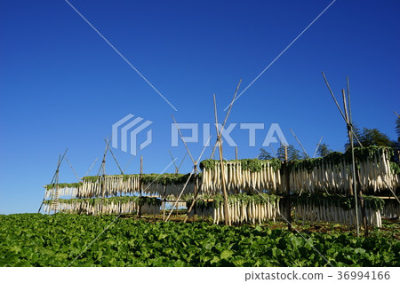 12月三島乾果箱根西村 12月三島乾果箱根西村 36994166