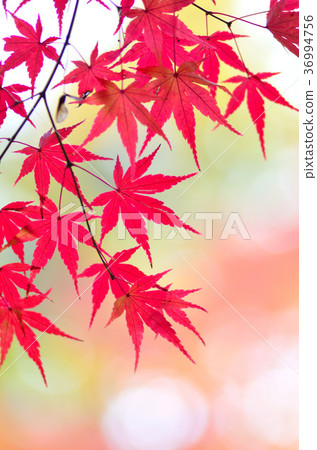 Autumn leaves 36994756