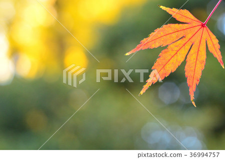 Autumn leaves 36994757