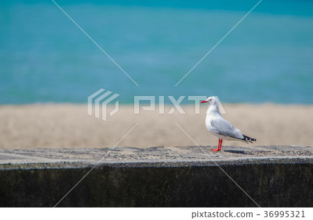 Seagull resting on the beside the beach. 36995321