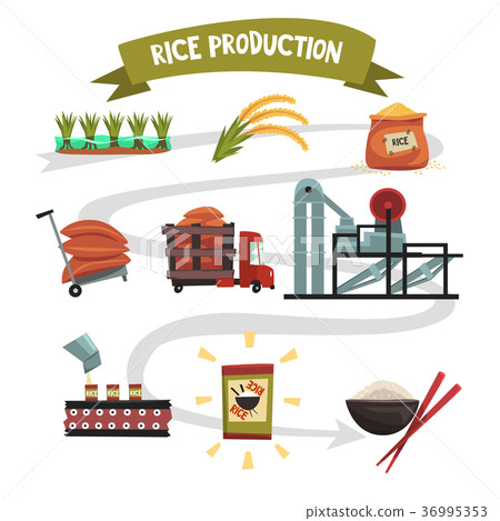 Infographic template of rice production from Infographic template of rice production from 36995353