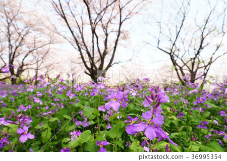 Flowers of Murasakihanana 36995354
