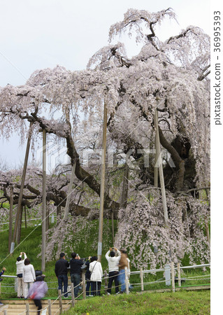 著名超過1000年的著名的“Miharu Taki櫻桃樹”強大的Oki櫻花，被作為日本的三大櫻花，被作為國家的天然紀念物首次被指定 36995393