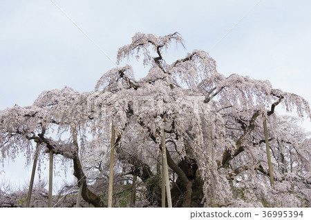 著名超過1000年的著名的“Miharu Taki櫻桃樹”強大的Oki櫻花，被作為日本的三大櫻花，被作為國家的天然紀念物首次被指定 36995394