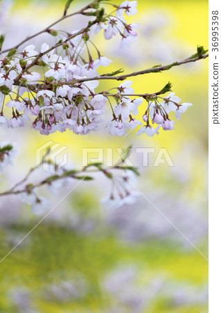 著名超過1000年的著名的“Miharu Taki櫻桃樹”強大的Oki櫻花,被作為日本的三大櫻花,被作為國家的天然紀念物首次被指定 著名超過1000年的著名的“Miharu Taki櫻桃樹”強大的Oki櫻花,被作為日本的三大櫻花,被作為國家的天然紀念物首次被指定 36995398