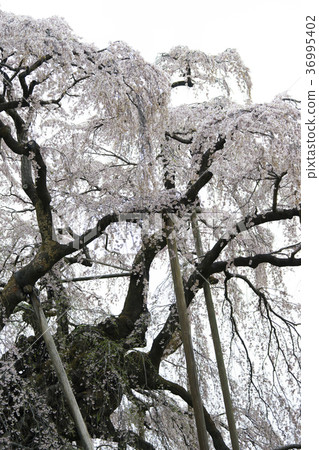 著名超過1000年的著名的“Miharu Taki櫻桃樹”強大的Oki櫻花，被作為日本的三大櫻花，被作為國家的天然紀念物首次被指定 36995402