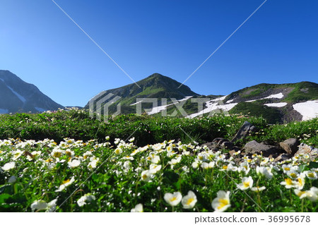 立山黑部高山路線Murodo山和花 36995678