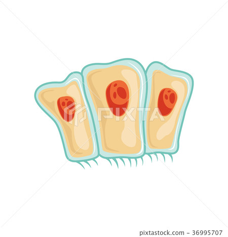 Simple columnar epithelium tissue. Anatomy and 36995707