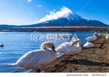 《山梨縣》富士山/山中湖和天鵝 36996101