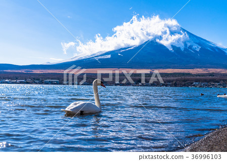 《Yamanashi Prefecture》Mount Fuji/Lake Yamanaka and Swan 36996103