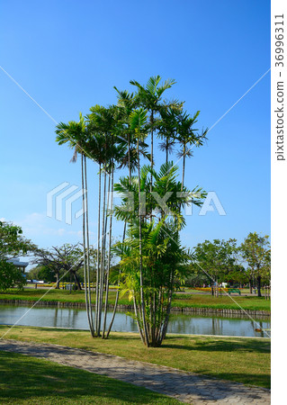 Close up royal palm tree in garden  36996311