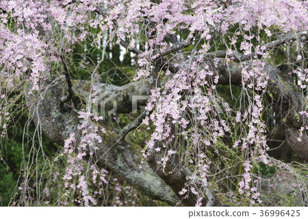 It is said that the daughter of Miharutaki-zakura cherry blossoms. 36996425
