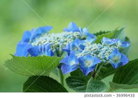 繡球花藍色的花朵開始綻放 36996438