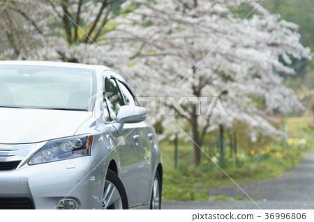 Cherry blossoms and silver car in full bloom Cherry blossoms and silver car in full bloom 36996806
