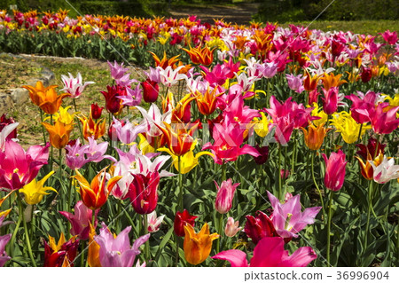 Tulip 36996904