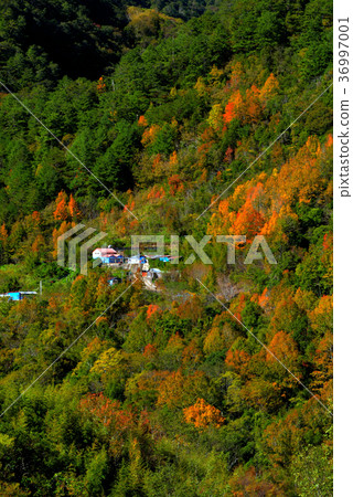 鄉野,視野,山,秋季,秋天,森林,樹,陽光,明媚,晴朗,臺灣,新竹,秀巒,新鮮,自然 鄉野,視野,山,秋季,秋天,森林,樹,陽光,明媚,晴朗,臺灣,新竹,秀巒,新鮮,自然 36997001