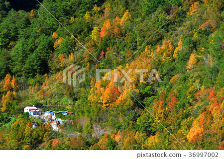 鄉野,視野,山,秋季,秋天,森林,樹,陽光,明媚,晴朗,臺灣,新竹,秀巒,新鮮,自然 36997002