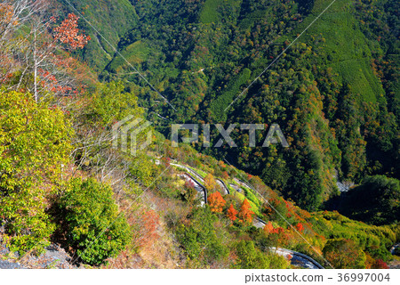 鄉野,視野,山,秋季,秋天,森林,樹,陽光,明媚,晴朗,臺灣,新竹,秀巒,新鮮,自然 36997004