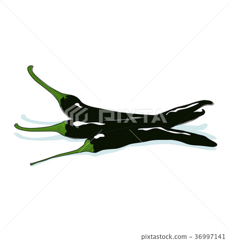 Pasilla Chile Isolated on White Pasilla Chile Isolated on White 36997141