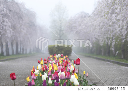 Weeping cherry blossoms of 1000 bloom on the promenade about 3 km of fantastic cherry blossom tree-lined trees of the daytime line commemorative bicycle pedestrian road covered with fog 36997435