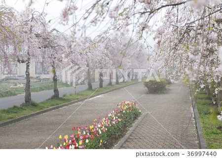 長廊上盛開的1000朵盛開的櫻花盛開的日本中國線紀念自行車步行道3公里的夢幻櫻花樹 長廊上盛開的1000朵盛開的櫻花盛開的日本中國線紀念自行車步行道3公里的夢幻櫻花樹 36997440