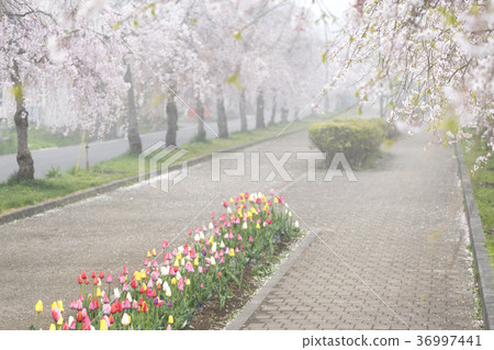 長廊上盛開的1000朵盛開的櫻花盛開的日本中國線紀念自行車步行道3公里的夢幻櫻花樹 長廊上盛開的1000朵盛開的櫻花盛開的日本中國線紀念自行車步行道3公里的夢幻櫻花樹 36997441