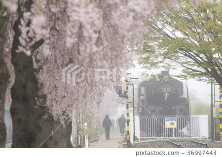 長廊上盛開的1000朵盛開的櫻花盛開的日本中國線紀念自行車步行道3公里的夢幻櫻花樹 長廊上盛開的1000朵盛開的櫻花盛開的日本中國線紀念自行車步行道3公里的夢幻櫻花樹 36997443