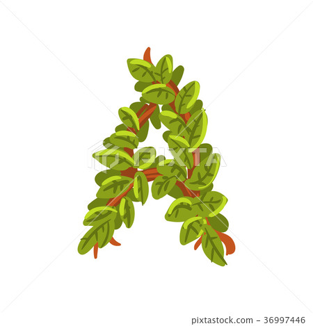 Letter A, English alphabet made of tree branches Letter A, English alphabet made of tree branches 36997446