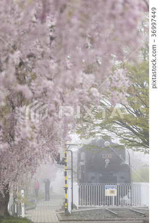 Weeping cherry blossoms of 1000 bloom on the promenade about 3 km of fantastic cherry blossom tree-lined trees of the daytime line commemorative bicycle pedestrian road covered with fog 36997449