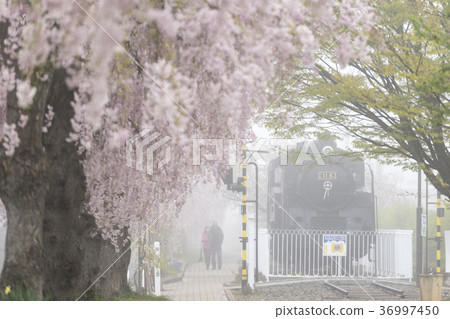 Weeping cherry blossoms of 1000 bloom on the promenade about 3 km of fantastic cherry blossom tree-lined trees of the daytime line commemorative bicycle pedestrian road covered with fog 36997450
