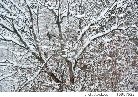 Two birds sitting on the branches of the shrub. Two birds sitting on the branches of the shrub. 36997622
