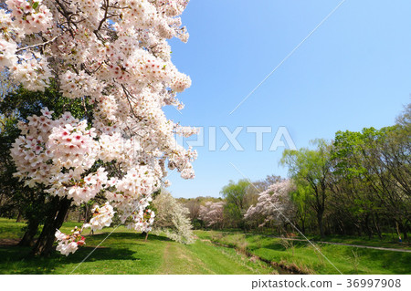 Cherry Blossom	 Cherry Blossom	 36997908