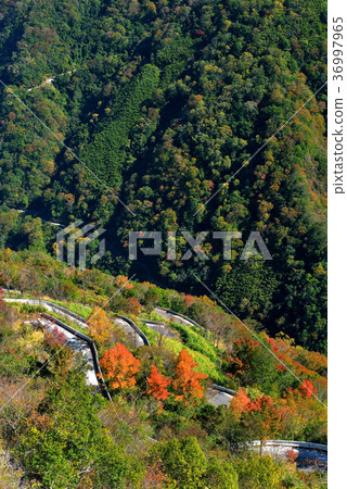 Countryside, Vision, Mountain, Autumn, Autumn, Forest, Tree, Sunshine, Bright, Sunny, Taiwan, Hsinchu, Show, Fresh 36997965