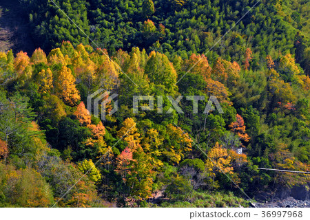 鄉野,視野,山,秋季,秋天,森林,樹,陽光,明媚,晴朗,臺灣,新竹,秀巒,新鮮 鄉野,視野,山,秋季,秋天,森林,樹,陽光,明媚,晴朗,臺灣,新竹,秀巒,新鮮 36997968
