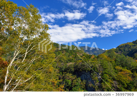 鄉野,視野,山,秋季,秋天,森林,樹,陽光,明媚,晴朗,臺灣,新竹,秀巒,新鮮 鄉野,視野,山,秋季,秋天,森林,樹,陽光,明媚,晴朗,臺灣,新竹,秀巒,新鮮 36997969