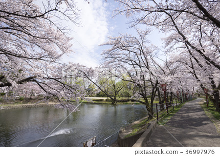 Popular spot Kakuikekoen of rest area of Fukushima Koriyama citizens. Cherry blossoms in full bloom and beautiful mirror sakura 36997976