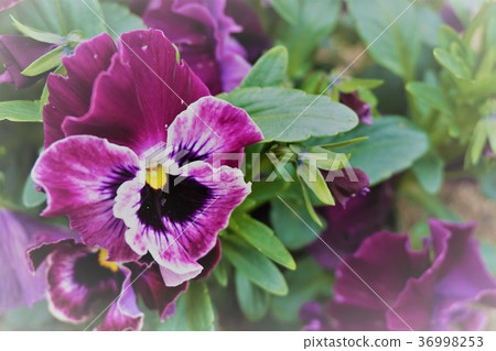 Pansy Pansy 36998253