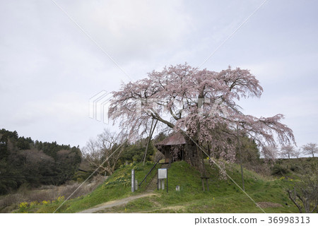 上石Fudo Zakura郡山市350年曆史的天然紀念碑,江戶時代幕末,Odo被用作寺廟 上石Fudo Zakura郡山市350年曆史的天然紀念碑,江戶時代幕末,Odo被用作寺廟 36998313