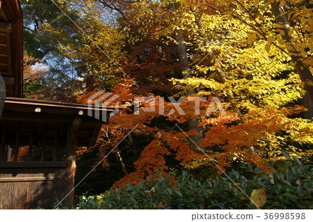 後藤藝術博物館的後門 36998598