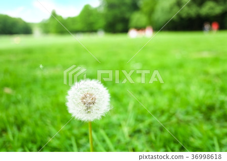 Spring meadow dandelion fluff Spring meadow dandelion fluff 36998618